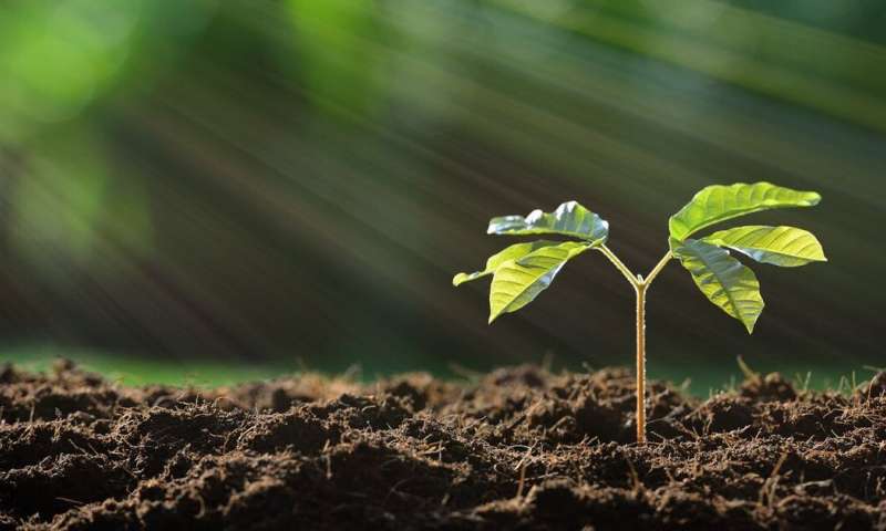 Plant Storage